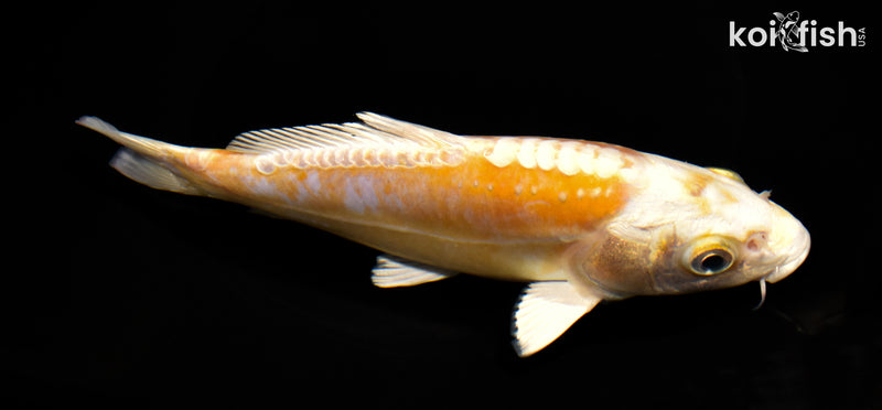 7.25" KIKUSUI