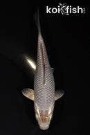 5.5" METALLIC SOROGOI