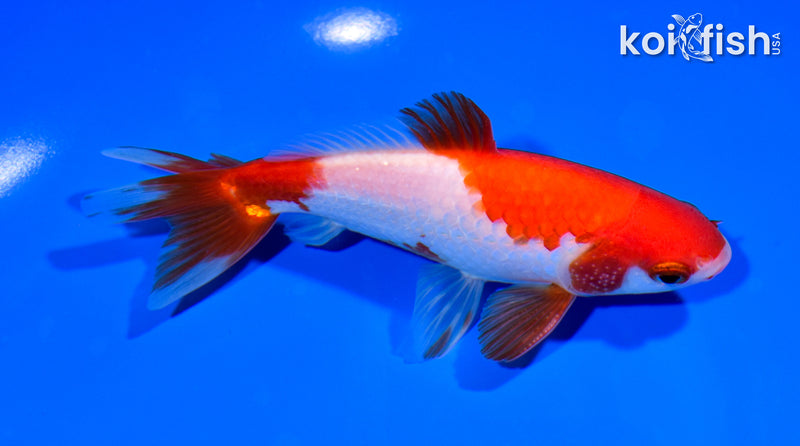 5.25" WAKIN GOLDFISH