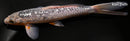 9.75" GINRIN ASAGI