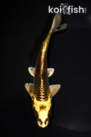 6.5" KI MATSUBA