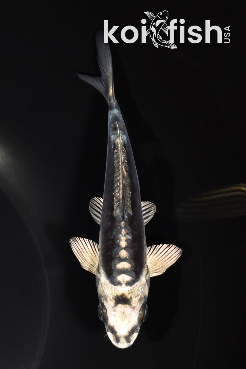 5.25" KIKOKURYU
