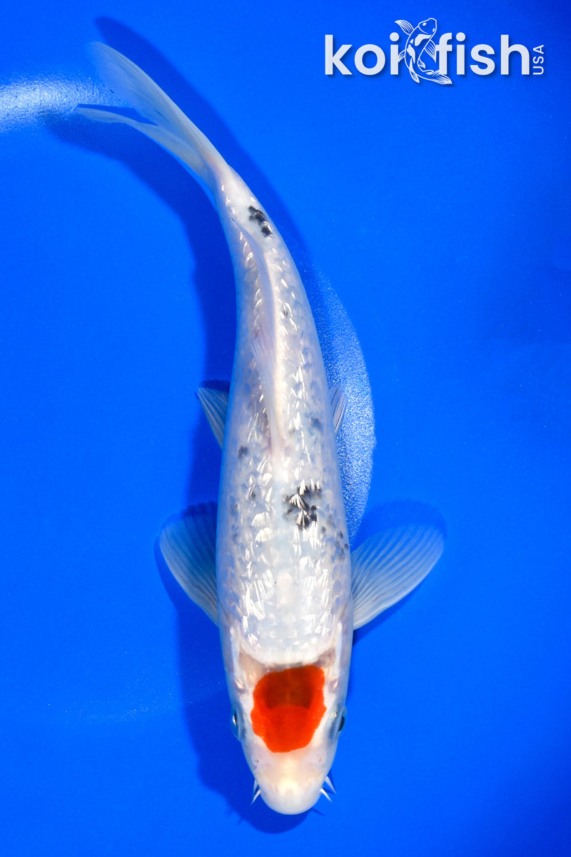 8.5" GINRIN TANCHO SANKE