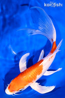 9.25" HARIWAKE BUTTERFLY