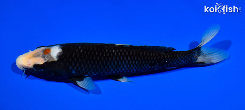 9" TANCHO BENNI MATSUKAWABAKE