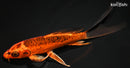 8" DOITSU KIN ORENJI MATSUBA BUTTERFLY