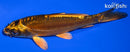 4.5" KIN KIKOKURYU