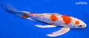 7.75" KIKUSUI BUTTERFLY