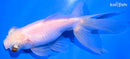 4.75" TELESCOPE FANTAIL GOLDFISH