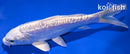 6" DOITSU PLATINUM OGON