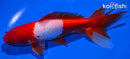 6.5" WAKIN GOLDFISH