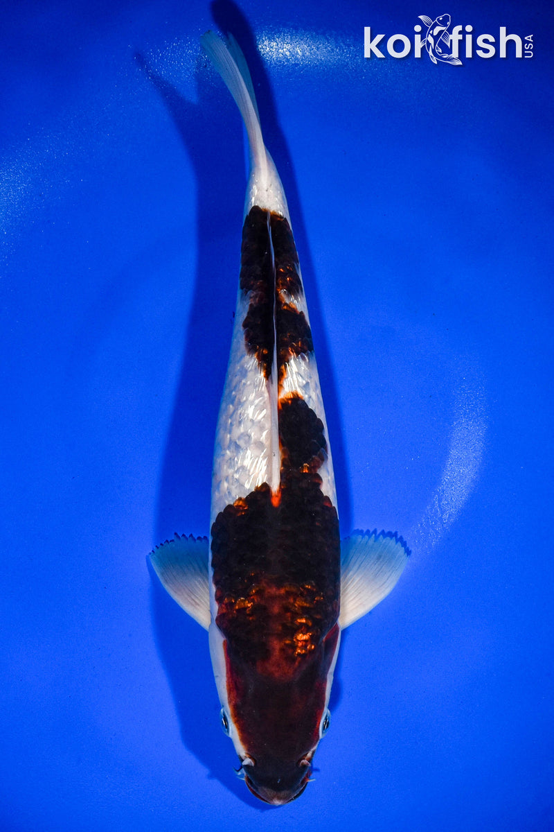 12.75" GINRIN GOROMO