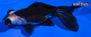 4.25" TELESCOPE FANTAIL GOLDFISH