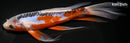 8.25" HI SHUSUI BUTTERFLY