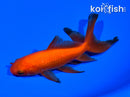 5.5" WATONAI GOLDFISH