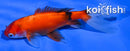 5.25" CALICO WAKIN GOLDFISH