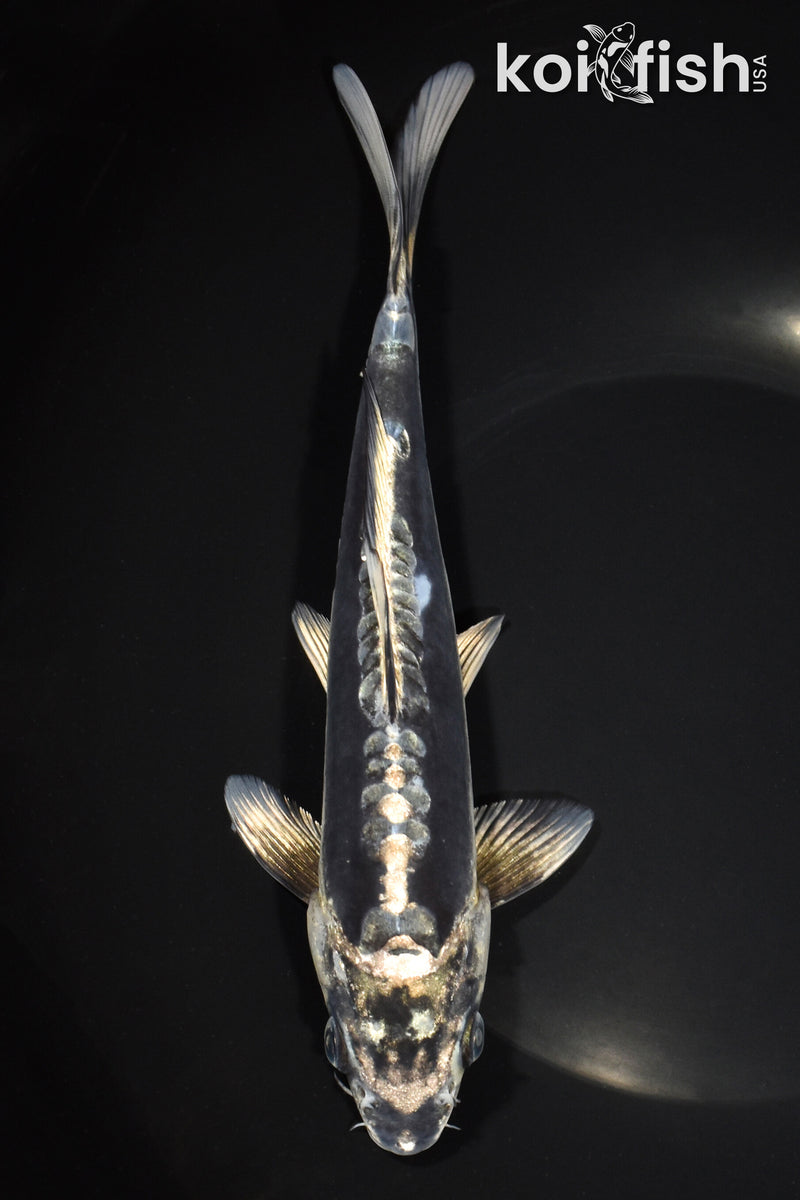 8.25" KIKOKURYU