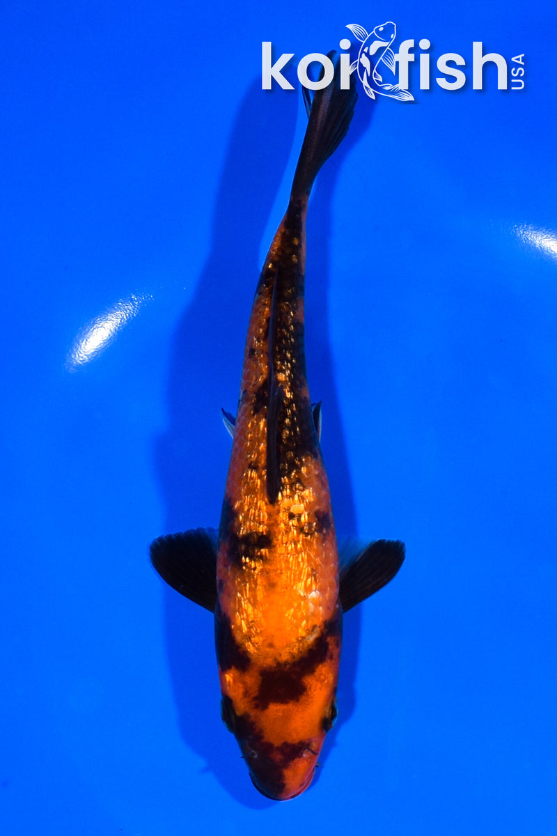 6.75" GINRIN HI UTSURI