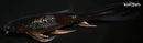 9.75" GINRIN METALLIC OCHIBA SHIGURE BUTTERFLY