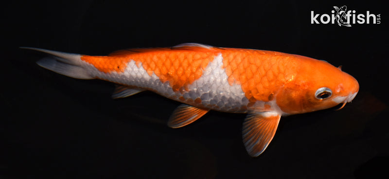 8.25" OCHIBA SHIGURE