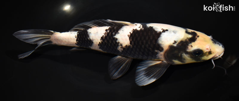 11" SHIRO UTSURI