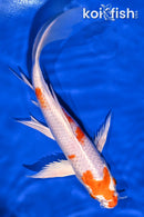 9.75" HARIWAKE BUTTERFLY