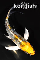 5.75" DOITSU KUJAKU BUTTERFLY