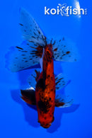 6.25" CALICO WATONAI GOLDFISH