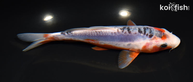 7" HI SHUSUI