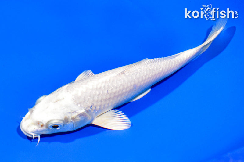 7.5" PLATINUM OGON