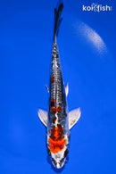 6" BENI KIKOKURYU