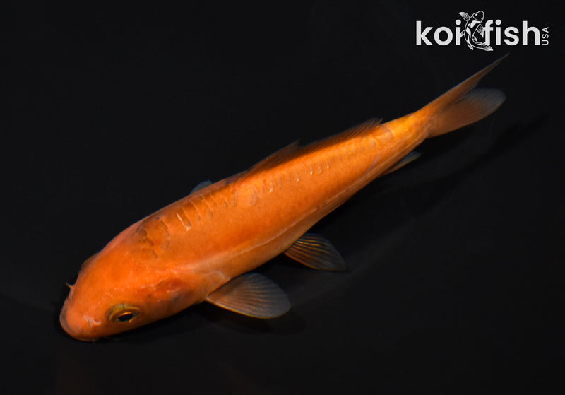 5" DOITSU CHAGOI