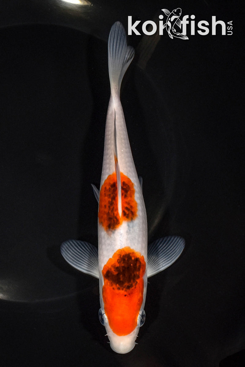 6.75" GOROMO