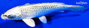 6.25" GIN MATSUBA
