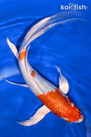 9" HARIWAKE BUTTERFLY