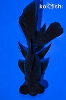 5.25" TELESCOPE FANTAIL GOLDFISH