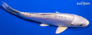 5.5" DOITSU PLATINUM OGON