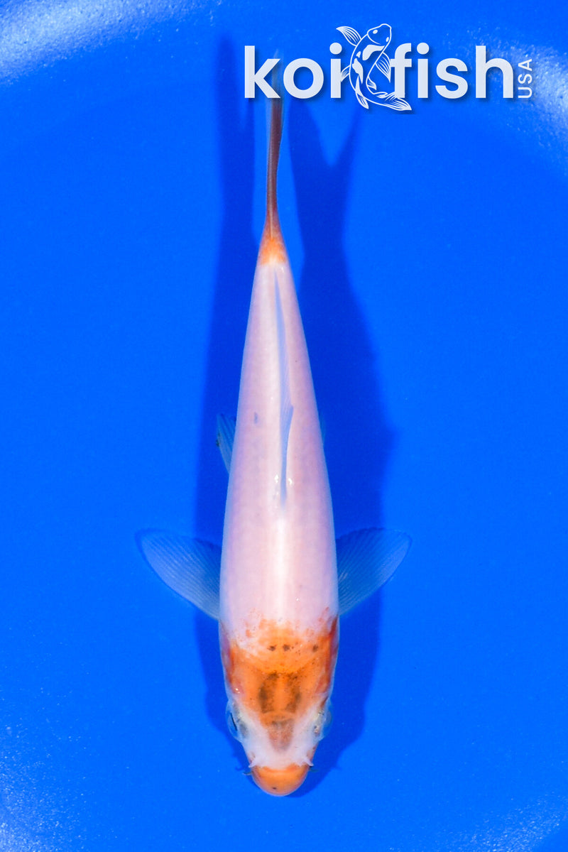 4.75" KOHAKU
