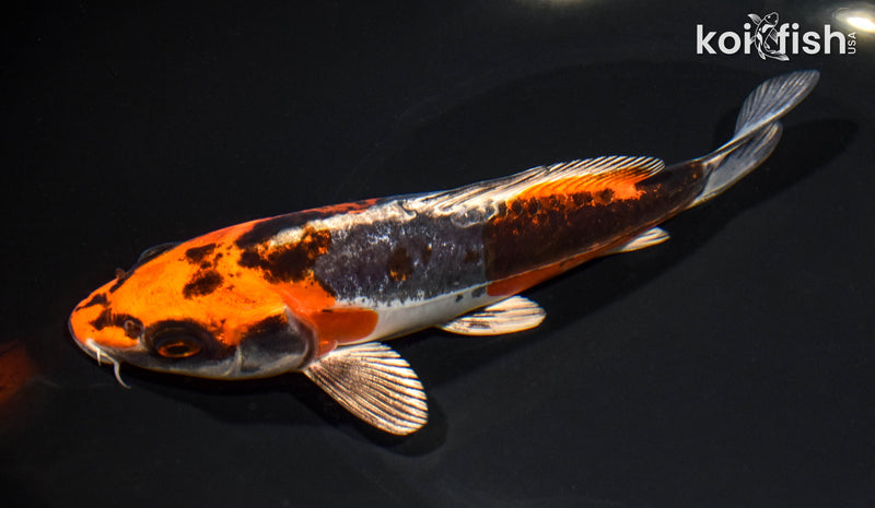 7.25" BENI KIKOKURYU