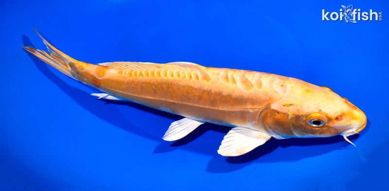 11.25" DOITSU ORENJI OGON