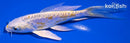 5.75" DOITSU LEMON HARIWAKE BUTTERFLY