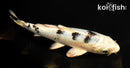 6.5" GIN SHIRO BEKKO