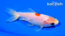 4.5" WAKIN GOLDFISH