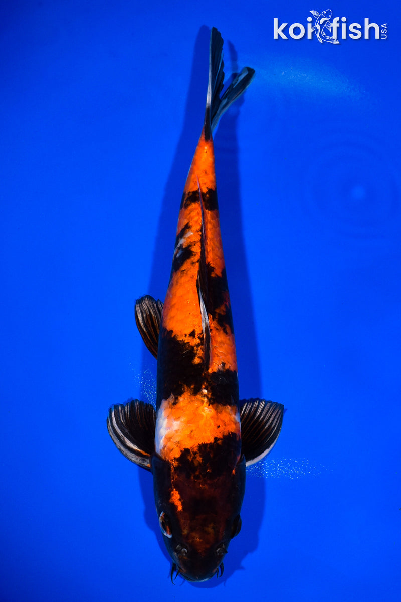 12.5" KIN HI SHOWA