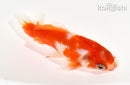 4.5" WAKIN GOLDFISH