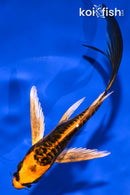 5.5" BENI KIKOKURYU BUTTERFLY