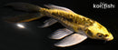 5" KIN KIKOKURYU BUTTERFLY