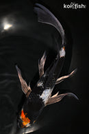 9.5" SHOWA BUTTERFLY