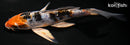 5.5" HEISEI NISHIKI BUTTERFLY