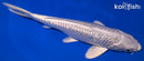 8" GINRIN PLATINUM OGON